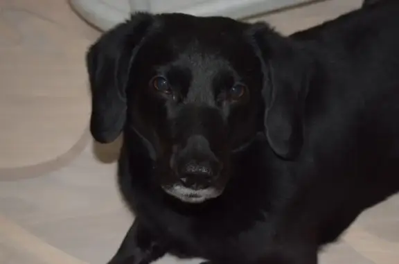 Пропала собака Метис в Ангарске