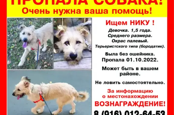 Пропала собака в Морозово, Московская область