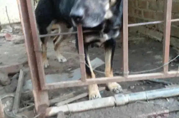 Пропала смесь лабрадора и пса на Поселковой улице, Таганрог
