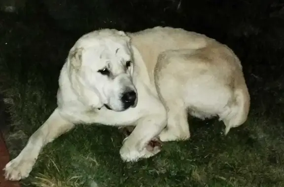 Найдена собака в Гатчинском парке, похожа на алабая