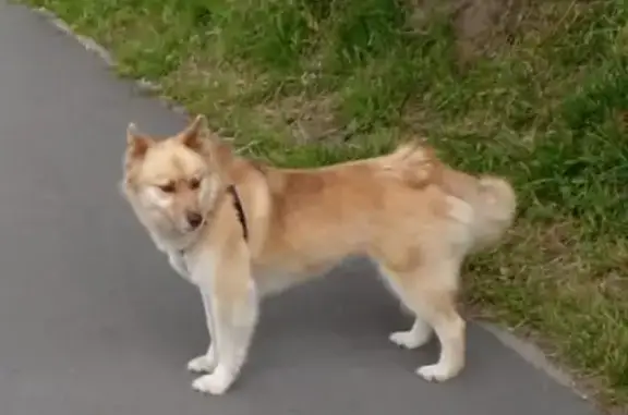 Собаки потеряшки, Калининград, фото: Потеряшка рыжая собака на ул. Аксакова, 40