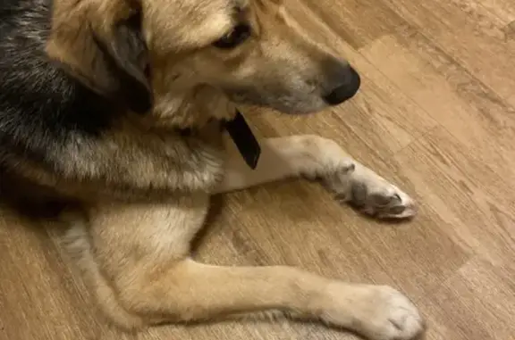 Найдена собака в магазине Магнит на Ибрагимова, 59 в Казани