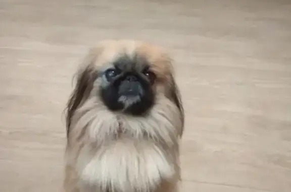 Пропала пекинеская собака на Пархоменко, 24