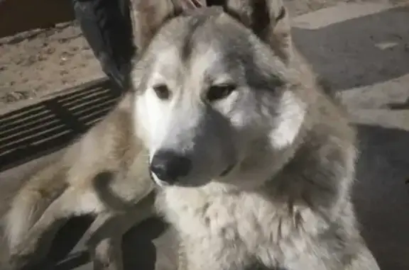 Пропала собака Хаски по адресу Короленко, 57, Казань.
