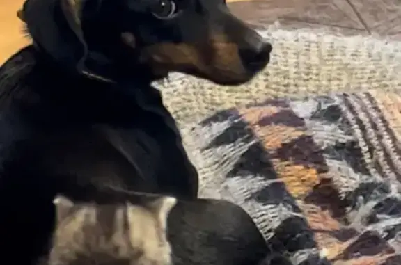 Собаки потеряшки, Васильевка, фото: Потеряшка собака Такса в Васильевке