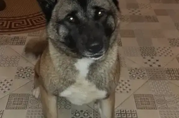 Пропала собака породы Американская Акита во Владимирской области