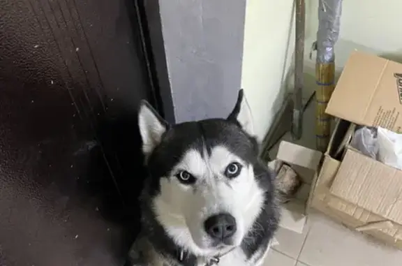 Найдена собака, Москва, фото: Собака Хаски найдена в Большом Буньково
