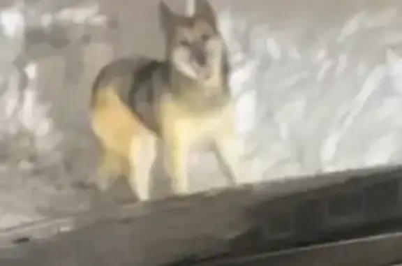 Найдена собака в Крёкшино, СНТ Ладога, видео доступно в VK