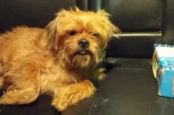 Собака найдена на Оголихинской тропе в Белорецке