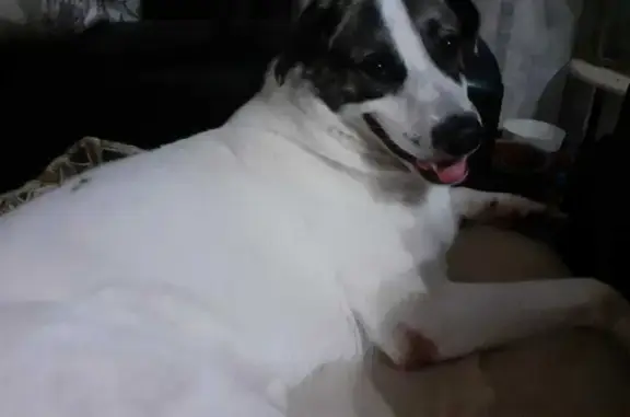 Пропала собака Бут, белый с тёмными ушами, контактный номер 89643143242
