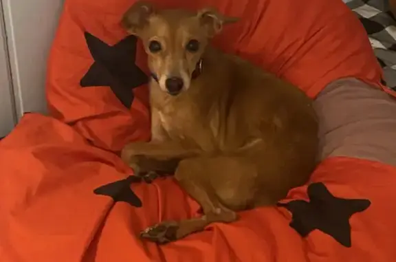 Собаки потеряшки, Санкт-Петербург, фото: Потеряшка собака на Кронверкском проспекте