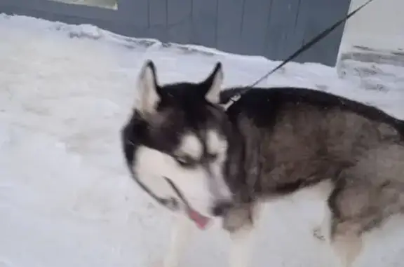 Найдена собака на ул. Пушкина, 27Г в Томске