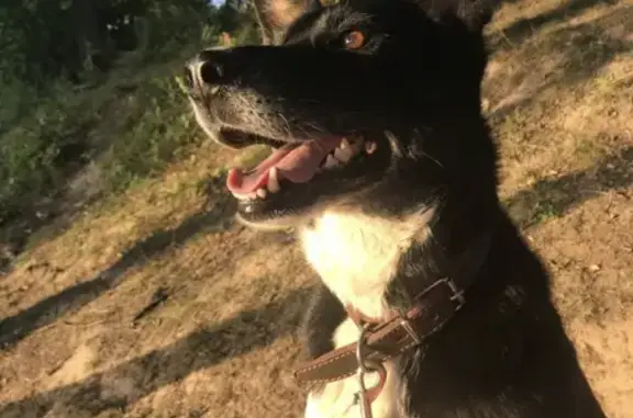 Пропала собака Пуля, ищем в районе Бушмановки, Калуга