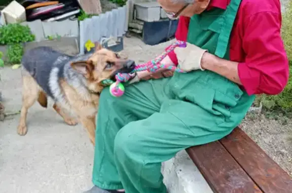 Потерянные животные Дубравный, фото: Пропала немецкая овчарка Зея на Пробковой, 2