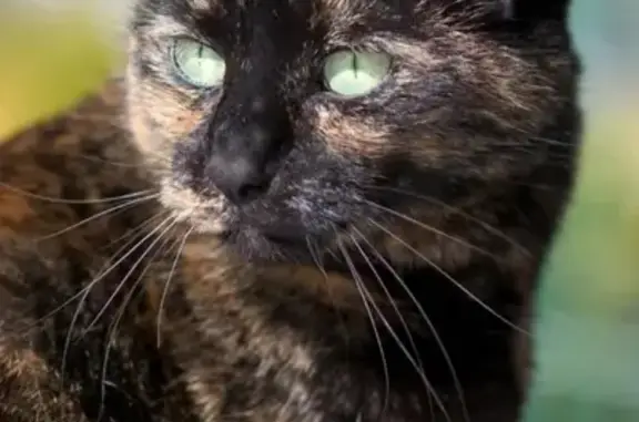 Пропала черепаховая кошка Марфа на 17 Коммунарке.