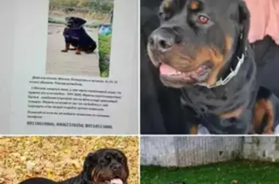 Собаки потеряшки, Калининград, фото: Потеряшка Ратвелер на Центральной, 29А, Луговое