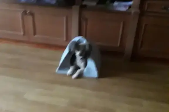 Собаки потеряшки, Санкт-Петербург, фото: Потеряшка собака на пр. Луначарского, СПб