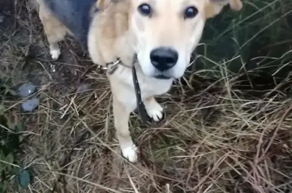 Пропала собака Бим на Кубанской, Воронеж