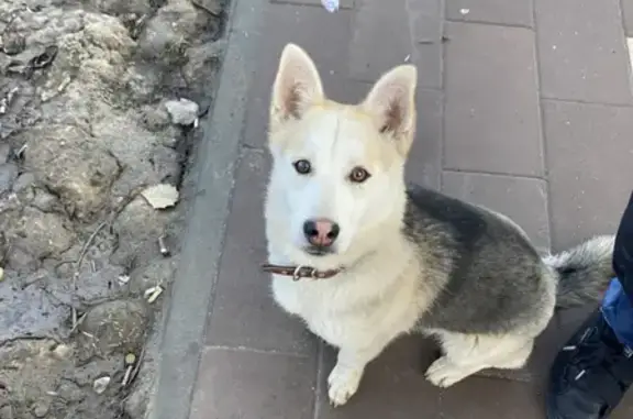 Найдена собака на проспекте Маршала Жукова, Волгоград