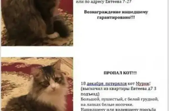 Пропала кошка на улице Евтеева, 7 в Челябинске