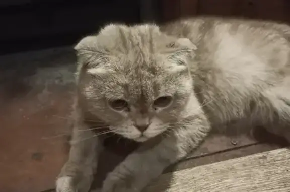 Найдена кошка на Коммунистической, 59 в Кемерово