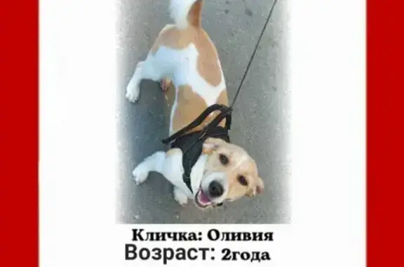 Собаки потеряшки, Нижний Новгород, фото: Потеряшка собака на Планетной ул. в Н.Новгороде