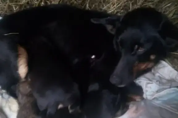 Пропала кормящая мамочка собака на ул. Невельского, Новосибирск