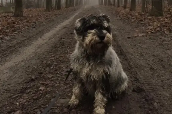 Пропала собака в Ростове-на-Дону, вознаграждение гарантировано!