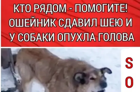 Пропала собака на Ясной улице, Ропшинское сельское поселение