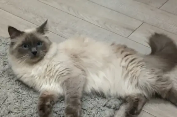 Пропала кошка Симка на Белорусской, 108 в Самаре
