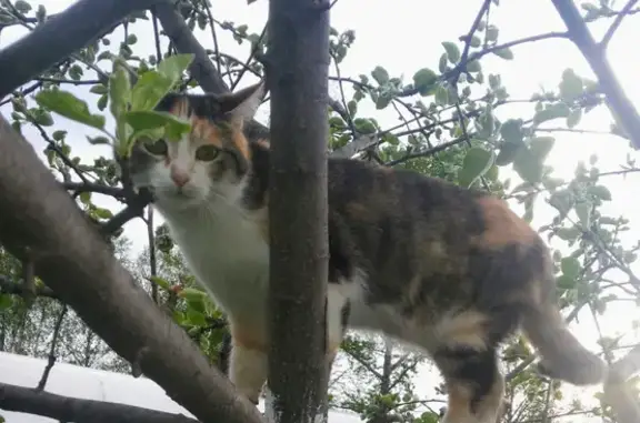 Пропала кошка на Челюскинцев, 36 в Буе