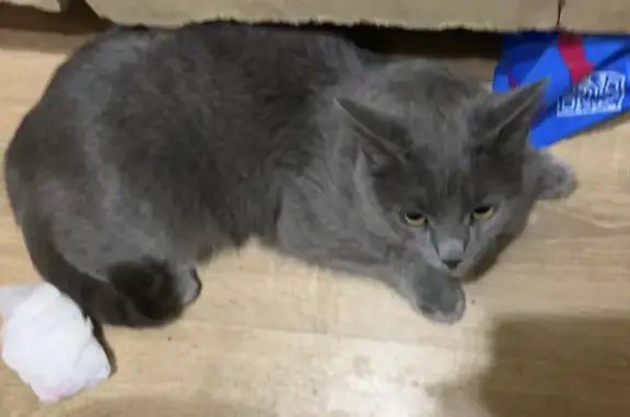 Кошка найдена на Ленина,60 в Дубне