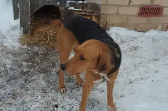 Найдена черно-коричневая собака на А240, ищем хозяина