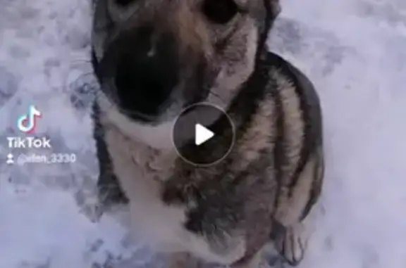 Пропала собака Лайка, найден в Аввакумово.