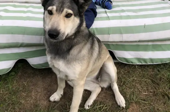 Собаки потеряшки, Москва, фото: Потеряшка собака Дуся в с. Смолево, Московская область