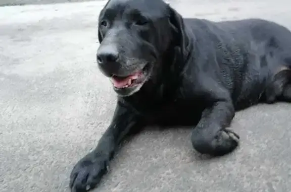 Найдена собака, Ростов-на-Дону, фото: Найден чёрный лабрадор на 19-й улице, Ростов-на-Дону