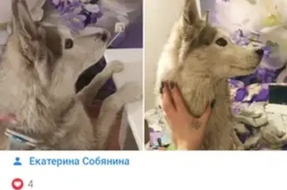 Найдена собака Хаски с розовым носом в Магнитогорске