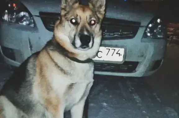 Пропала собака на пр-те Славы, 2 в Копейске