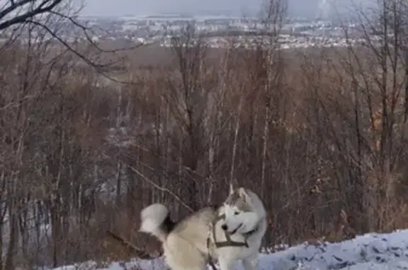 Собаки потеряшки, Некрасовка, фото: Потеряшка хаска на Гаражном переулке в Некрасовке