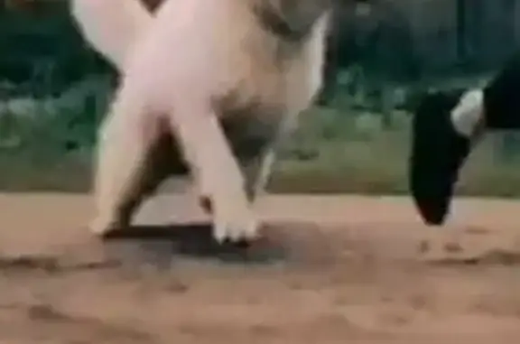 Пропала собака Байкал, белого окраса, адрес: Широкая улица, 16А