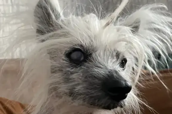 Пропала лысая хохлатая китайская собака в Мурино, Ленобласть, вознаграждение.