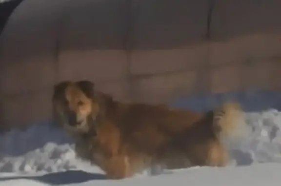 Пропала собака Грей на Ленинградской, 39