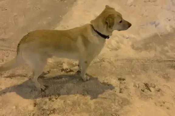 Собака Кобель найдена у сквера на Одесской, 54, Тюмень.