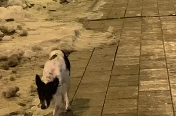 Найдена собака на 3-й Песчаной, Москва