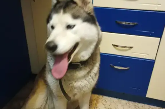 Найдена собака, Ростов-на-Дону, фото: Найдена хаски на 1-й Баррикадной, Ростов-на-Дону