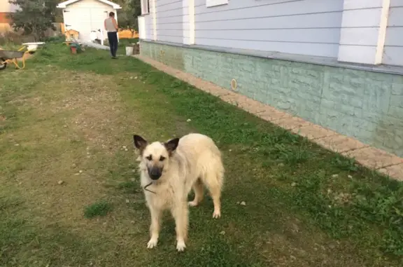 Пропала собака в поселке Шарапова, Московская область