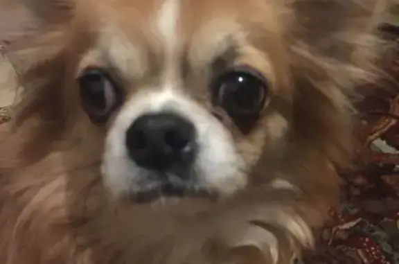 Потерянные животные Нижний Новгород, фото: Пропала собака Лаки на ул. Академика Баха, 2