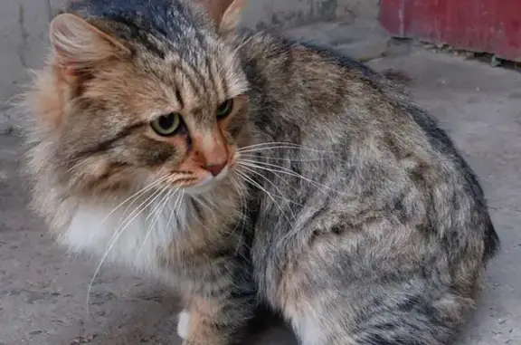 Найден кот на ул. Лелюшенко, Ростов-на-Дону!