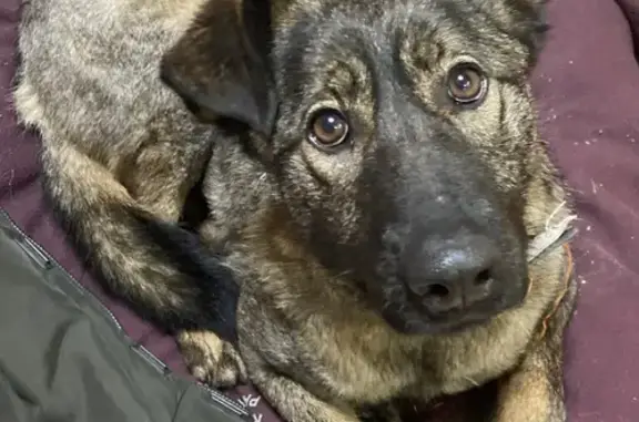 Найдена собака в Московской области с ошейником