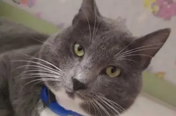 Пропала кошка Барсик на пр. 100-летия Владивостока, 31